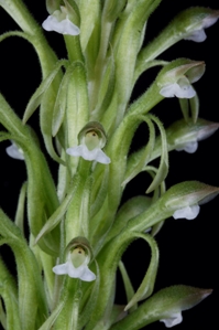 Pelexia laxa Huntington's Beanstalk CBR/AOS - Flower